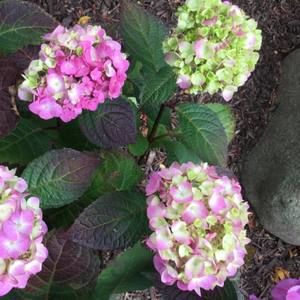 Meet your Posher, Becky